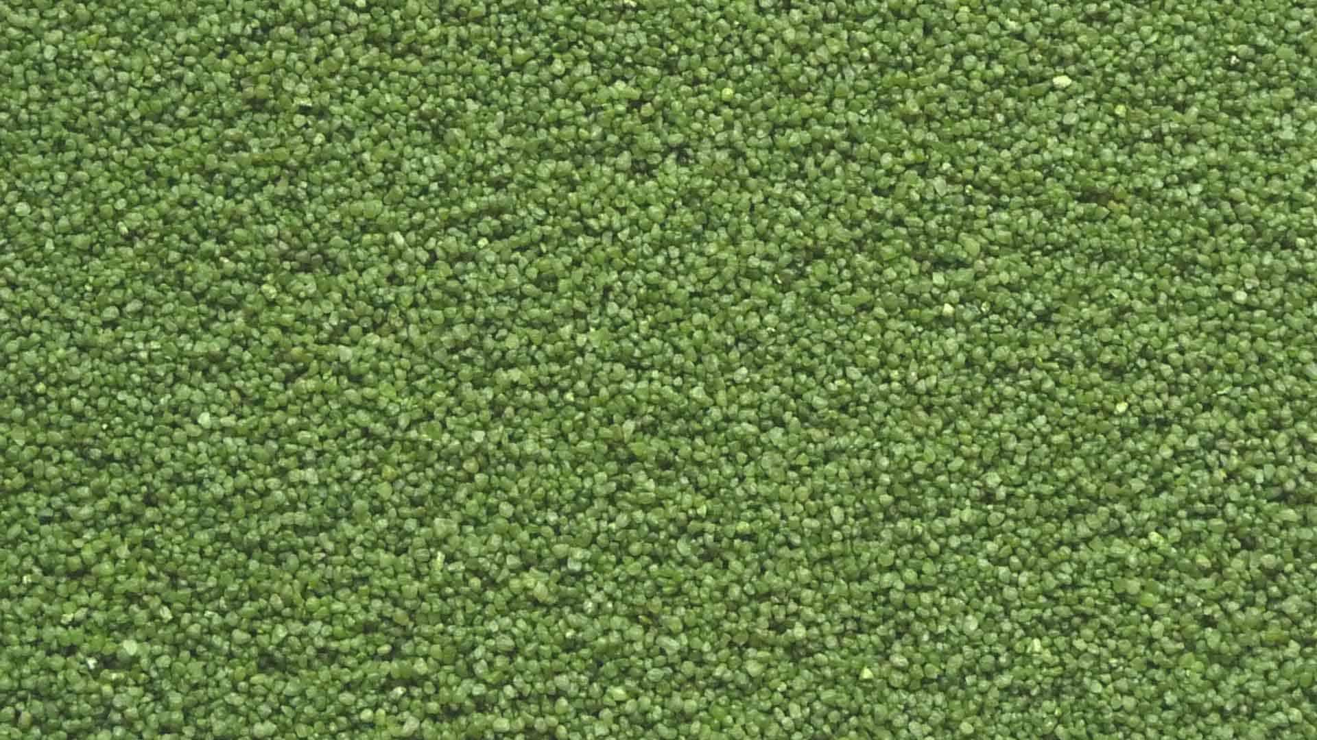 Verde Erba